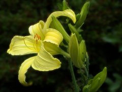 Hemerocallis thuringiensis