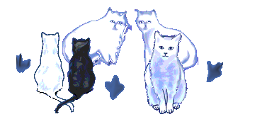 5 Katzen